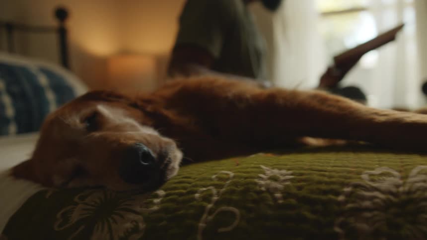 A dog rests while its owner reads a book
