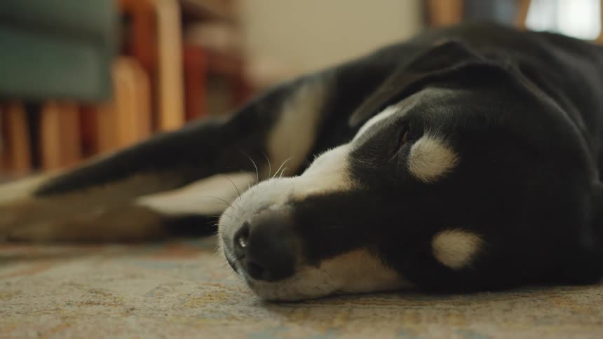 Dog lying on the carpet at home blinking its eyes to sleep