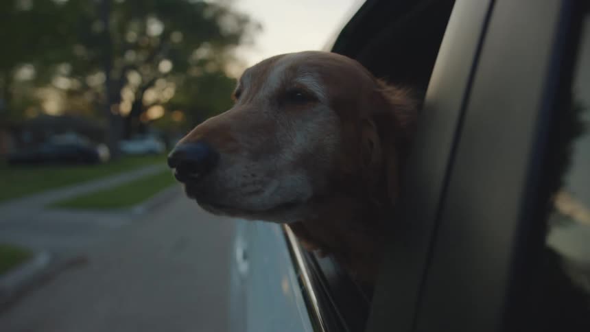 A dog hangs his head out the car window