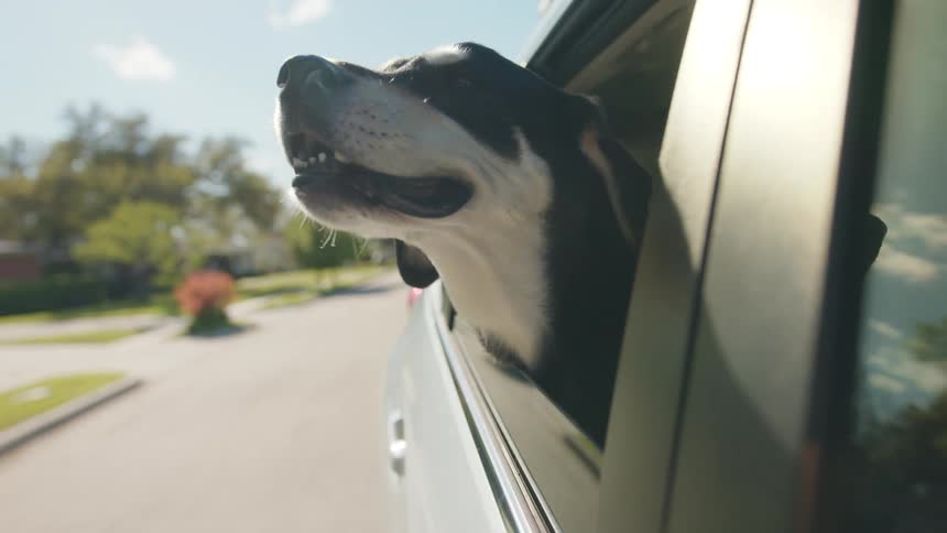 Dog sticking its head out of the window of a car passing through a suburb
