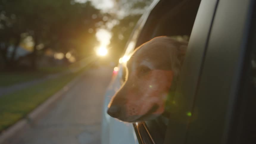 A dog looking out a car window