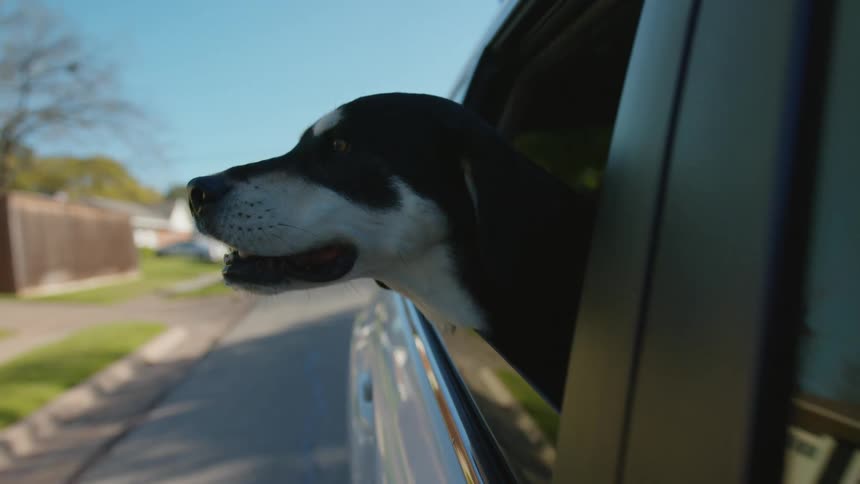 A dog is hanging out the moving cars window