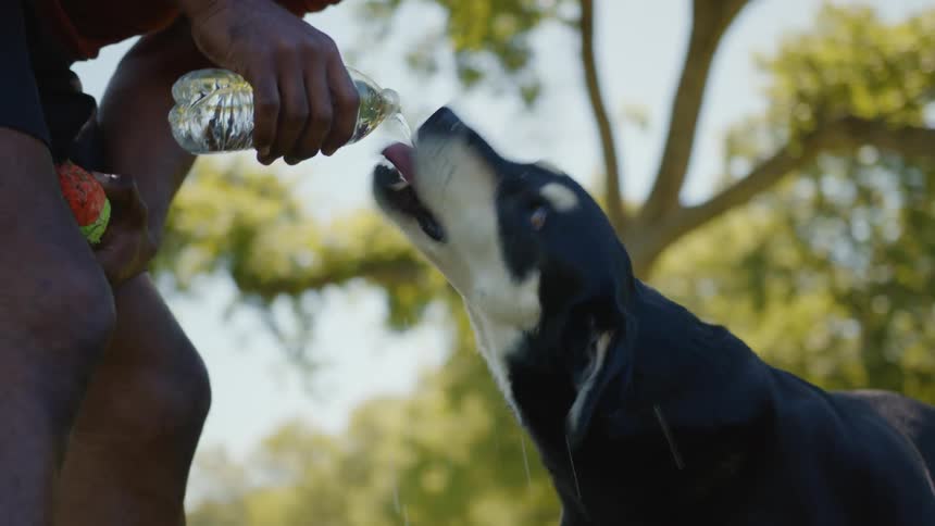 A black dog is drinking water from a bottle that a human is pouring for him