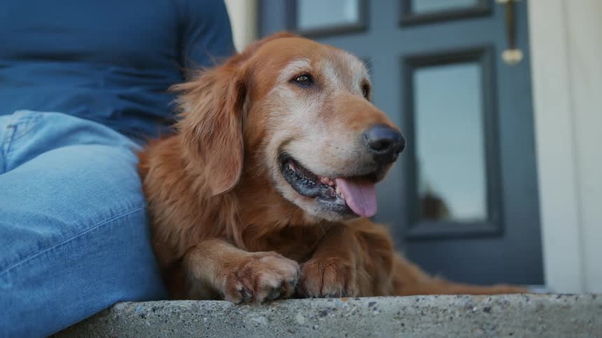 A golden dog lying on the ground next to a human who is petting him