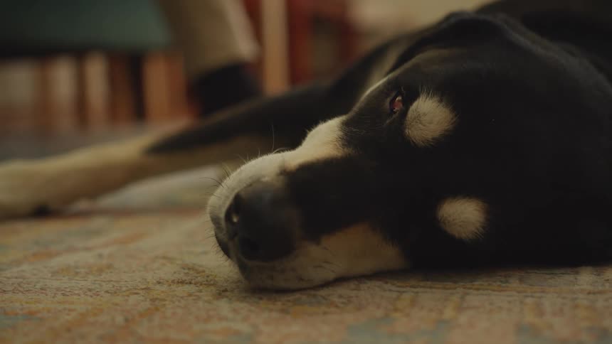 A dog is resting on the floor