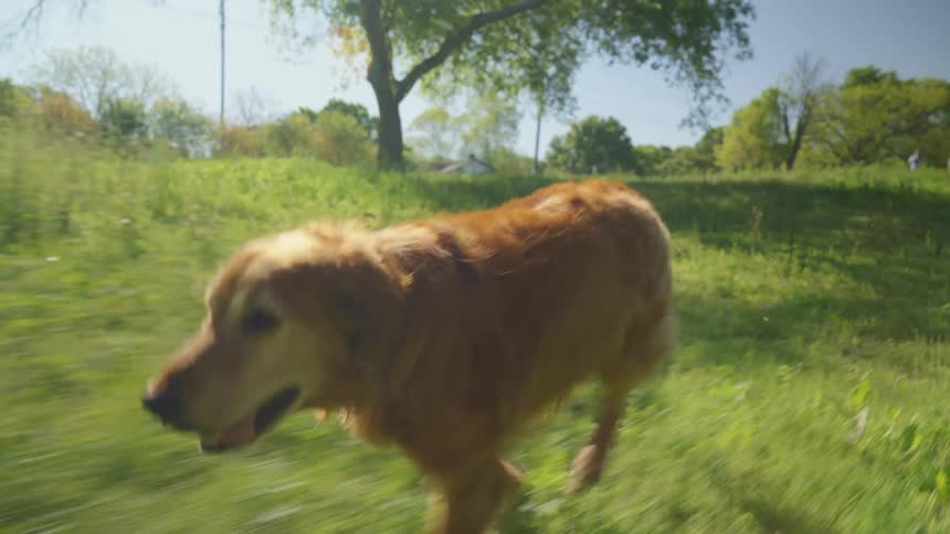 Golden retriever dog running through the park on a grass during the day