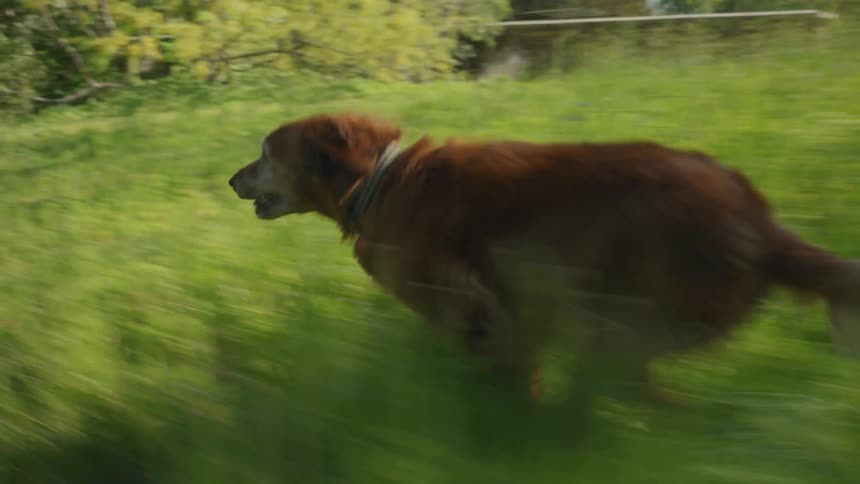 A dog running on the overgrown grass in the yard