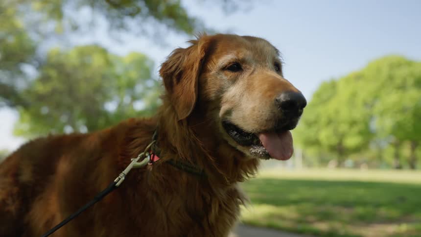 Close up of a dog on a leash standing in a park