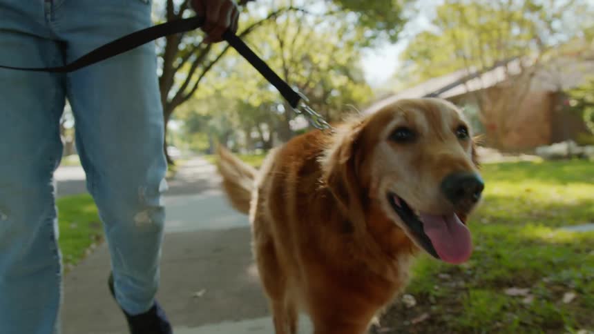 A man is walking his dog