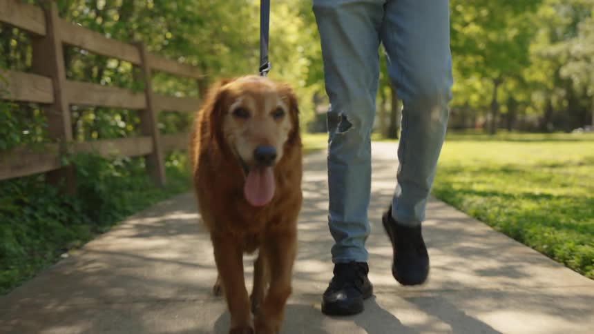 Dog walking on the sidewalk of a residential neighborhood on a leash and next to its owner
