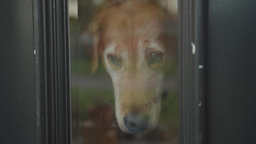 A dog waits by the window inside