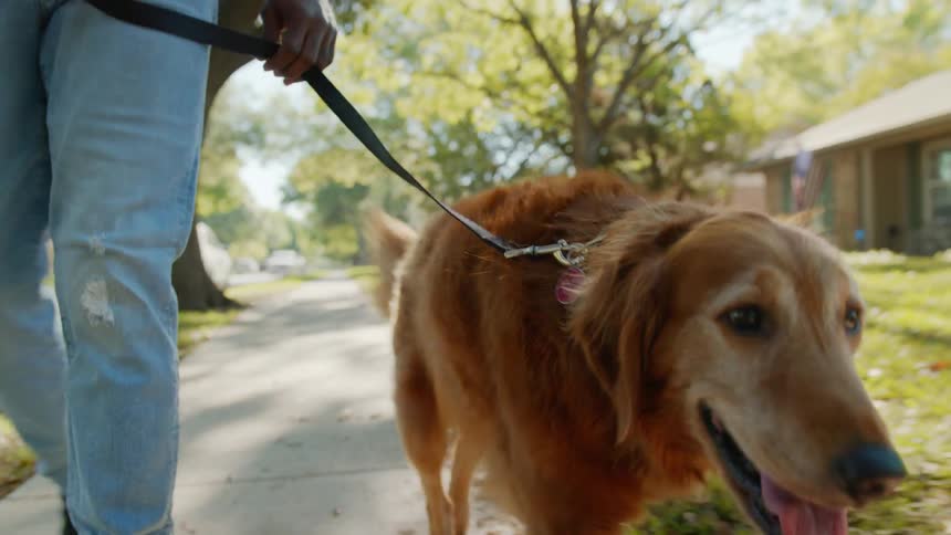 Dog on a leash walking on the sidewalk of a residential neighborhood next to its owner
