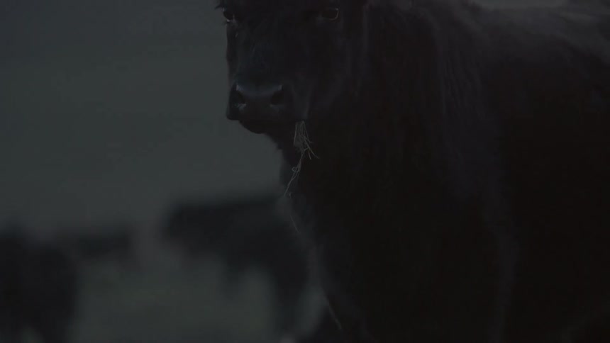 Cattle graze in a field