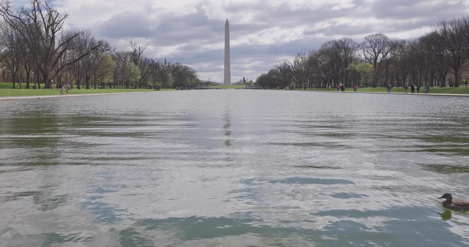 Ducks swim by on a river near the washington monument