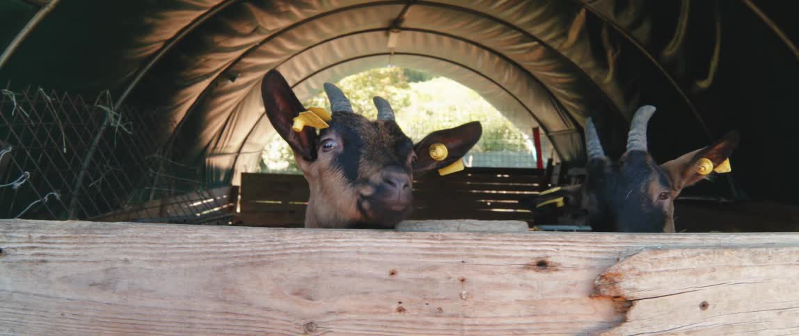 A couple of goats peering out the back of a truck