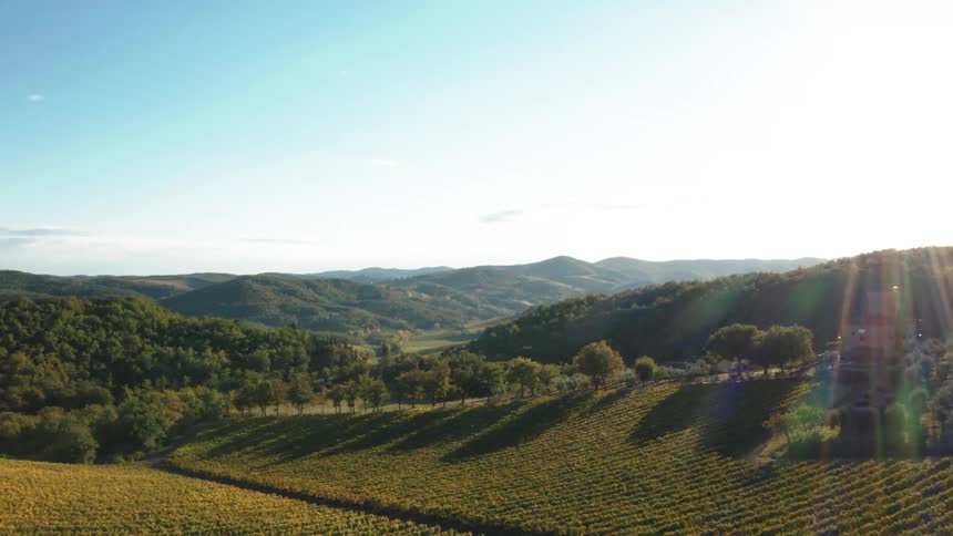 A scenic view of a vineyard with rows of grapevines on a clear day in Tuscany