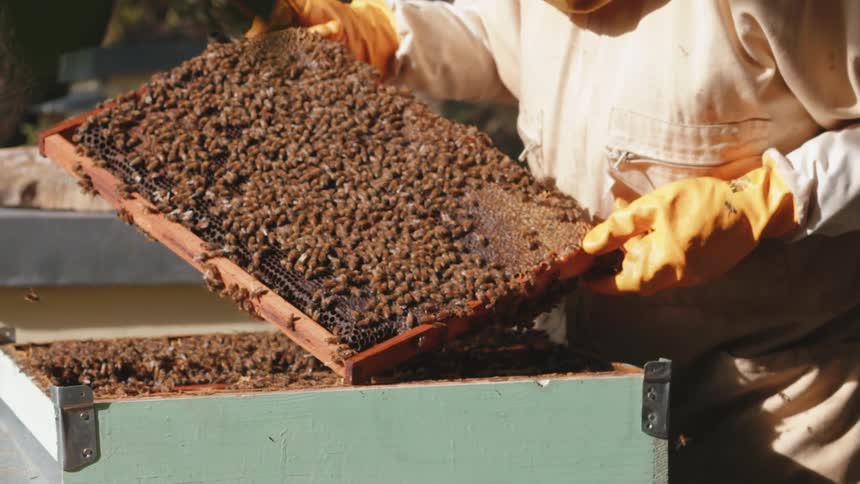 Beekeeper in protective suit handling a frame of a hive full of bees