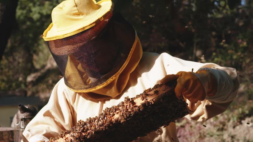 A beekeeper in protective gear inspecting a honeycomb frame outdoors