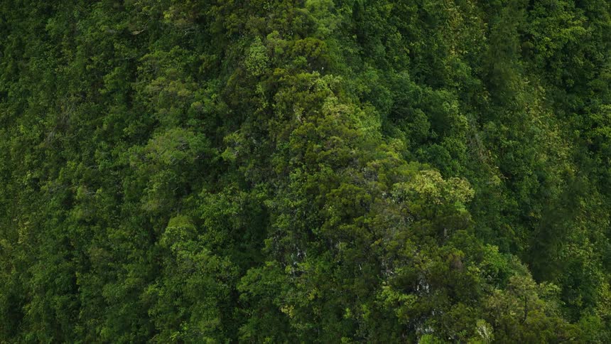 A camera pan across a forested mountain