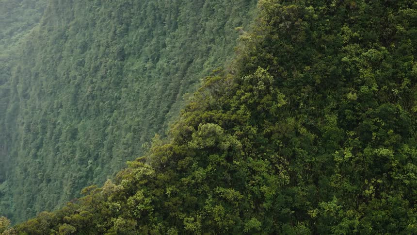 Aerial scene of a forest on a mountain cliff with a waterfall in the background