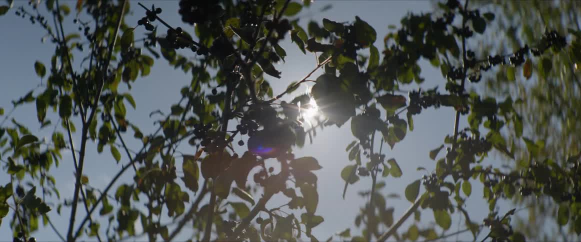 Sunlight shining behind a plant