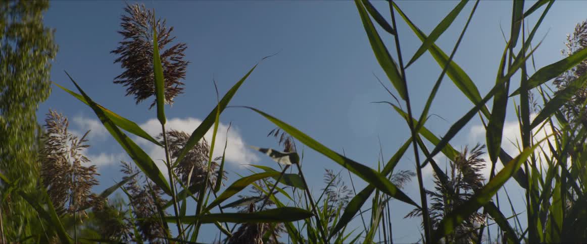 Plants waving in the wind