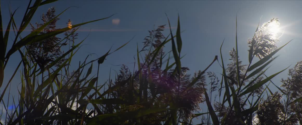 Grasses in the wind