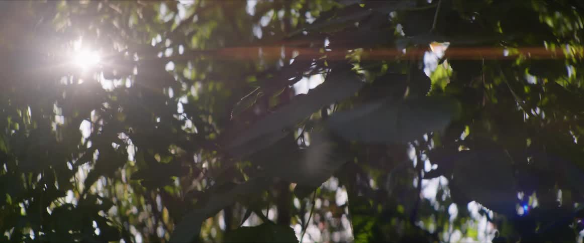 Big leaves grow on trees
