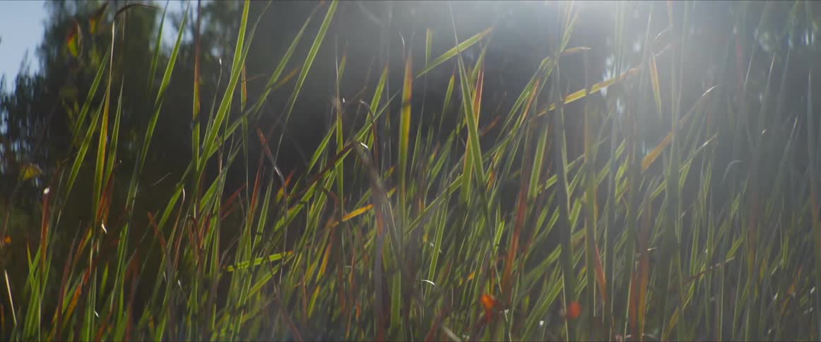 Tall grass with trees in the background and solar reflection of daylight