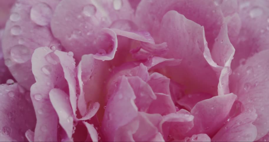 A pink rose covered in water droplets