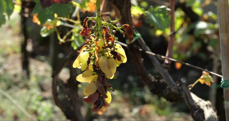 A bee walking on a vine