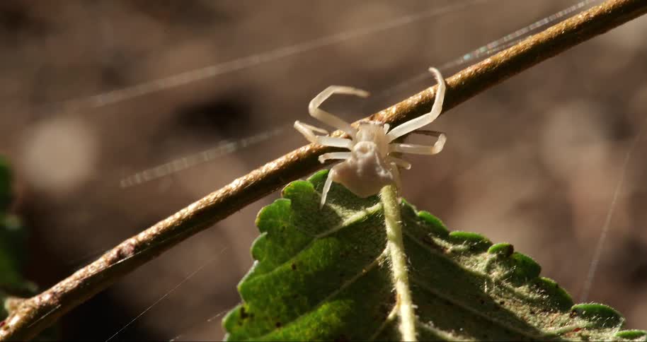 Pale spider climbs on branch near spiderweb