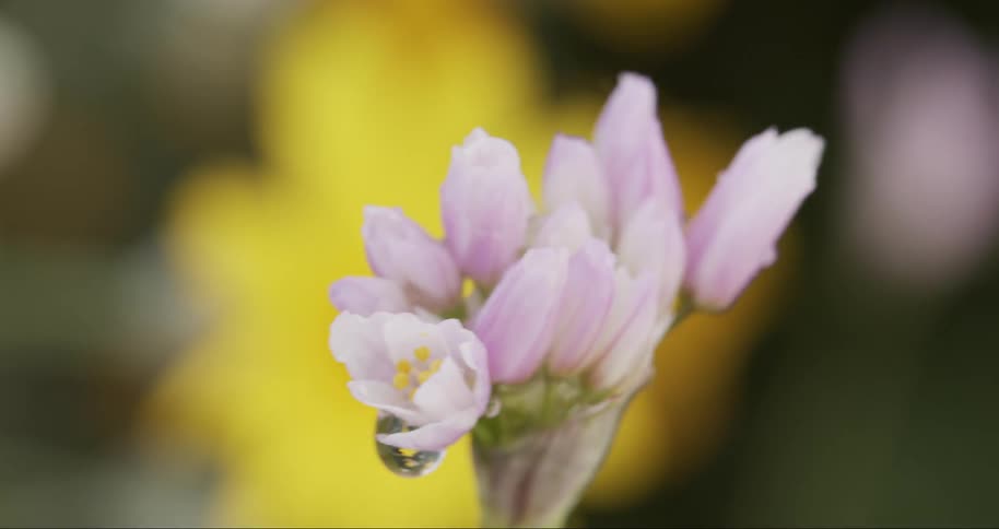 The wind blows the small flower
