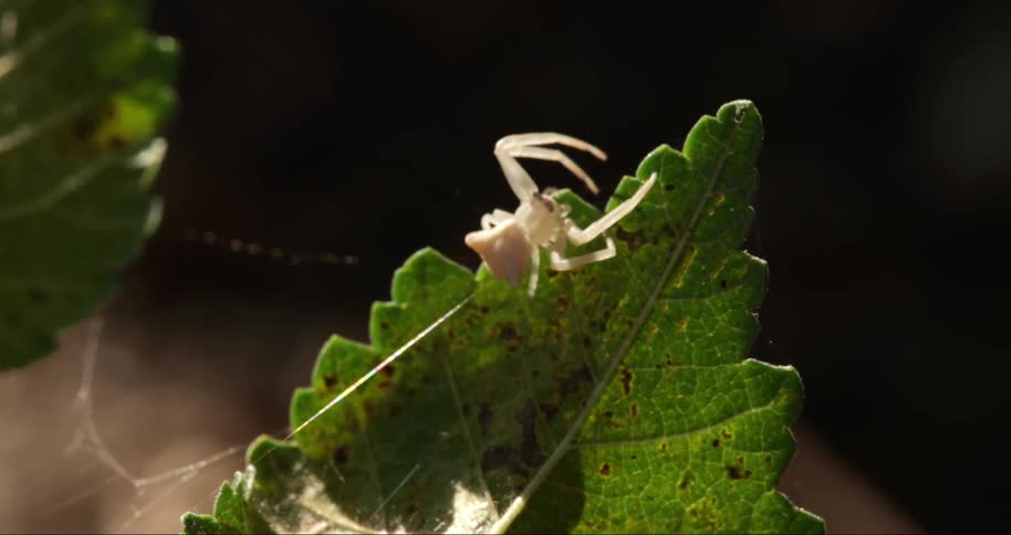 White spider walking with web on a green leaf