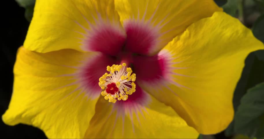 A vivid yellow hibiscus flower blooming