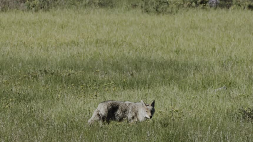 A coyote walks through the grass