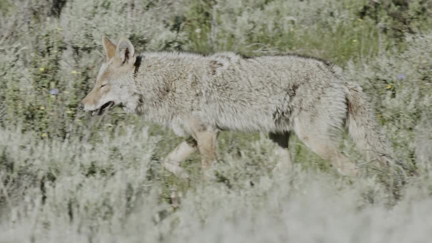 A coyote walks among the sagebrush
