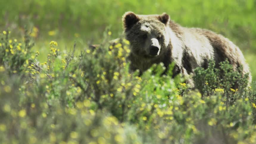A mother grizzly bear walks among the sagebrush with a cub