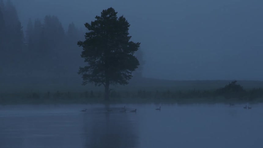 A flooded plain with ducks swimming around a tree