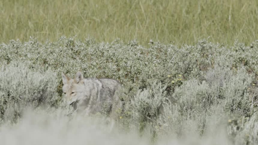 A coyote walking through sagebrush