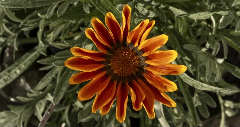 Closeup on a blooming flower