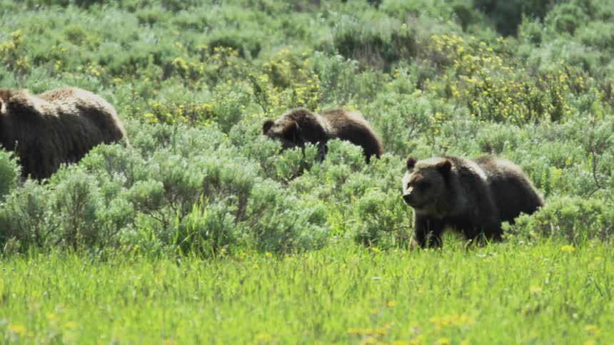 A mother grizzly bear walking through sagebrush with her cubs