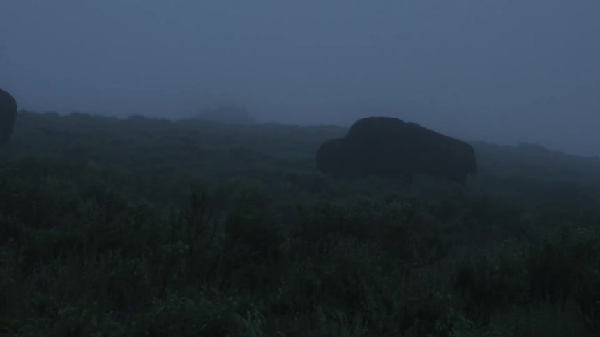 A bison walking along the landscape on a foggy day