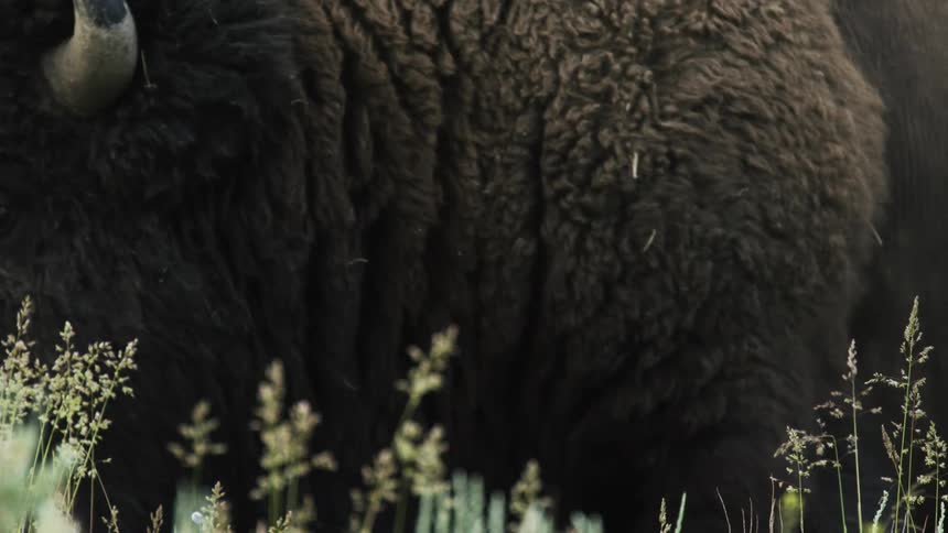Buffalo moving its head from side to side the leaves