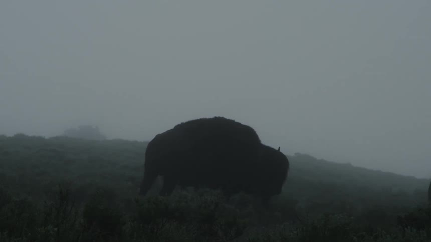 A bison walking through heavy fog