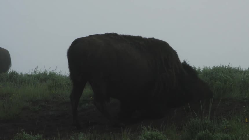 Bison walking through grasslands and rolling around in the dirt on a foggy day