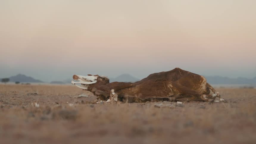 A rotting animal carcass on a grassy plain
