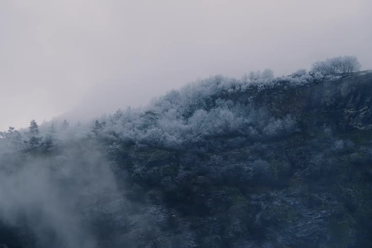 A forest with trees covered in frost on a mountain ridge