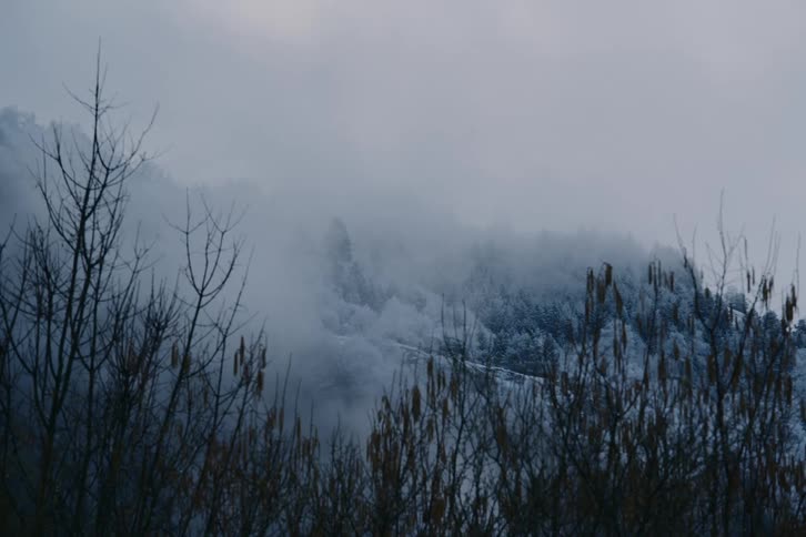 Fog rolls through forest covered slope during winter