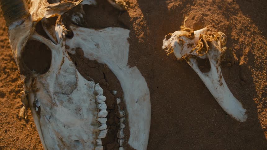 Closeup view of two animal skulls semi buried in sand